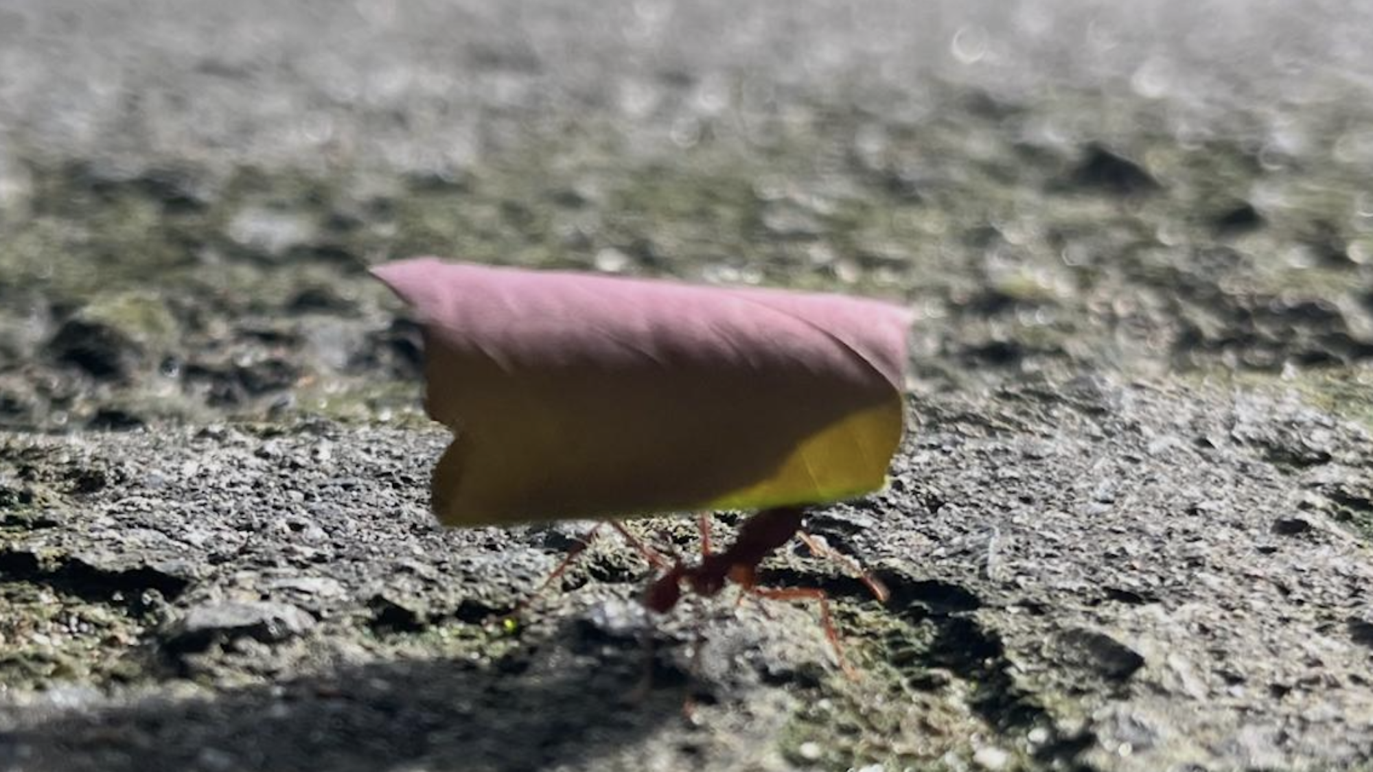 Ant