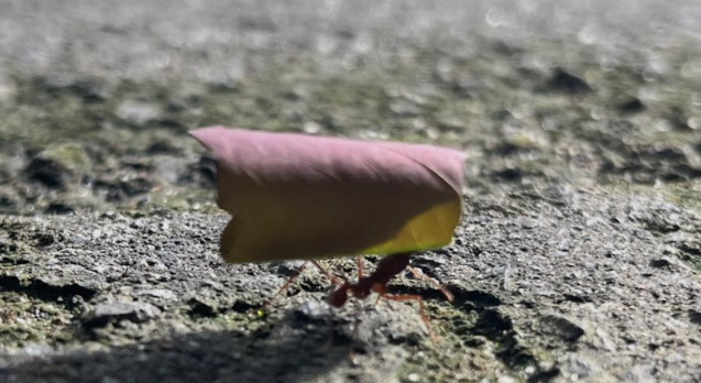 Ant