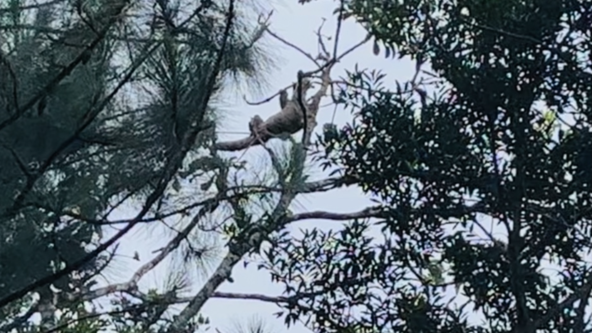 sloth