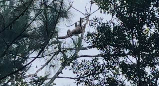 sloth