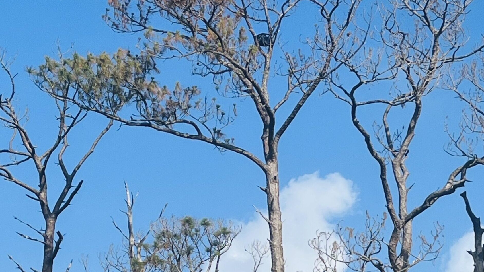 love nest heartbreak