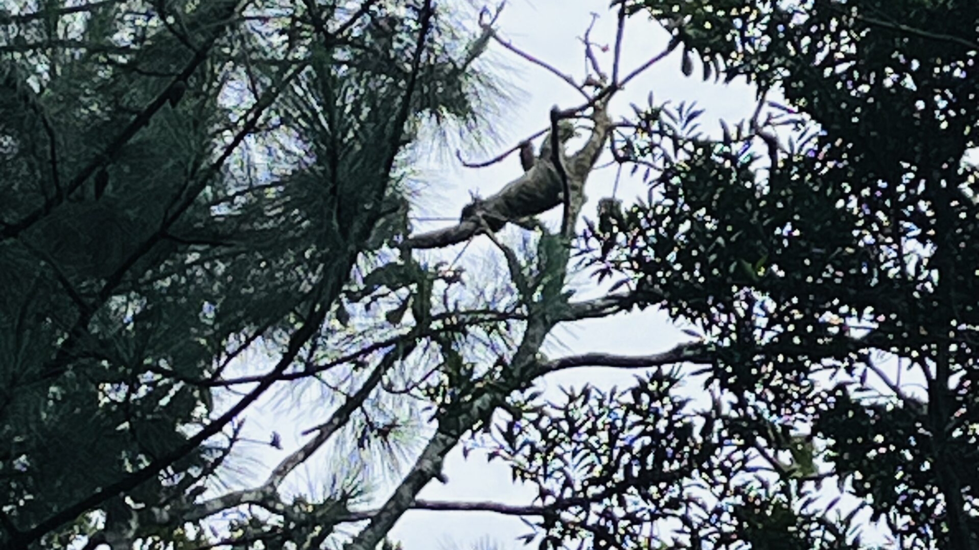 sloth