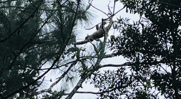 sloth