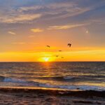 sunrise pelicans