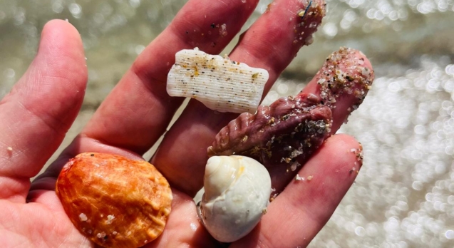 hurricane_seashells
