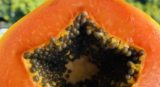 papaya