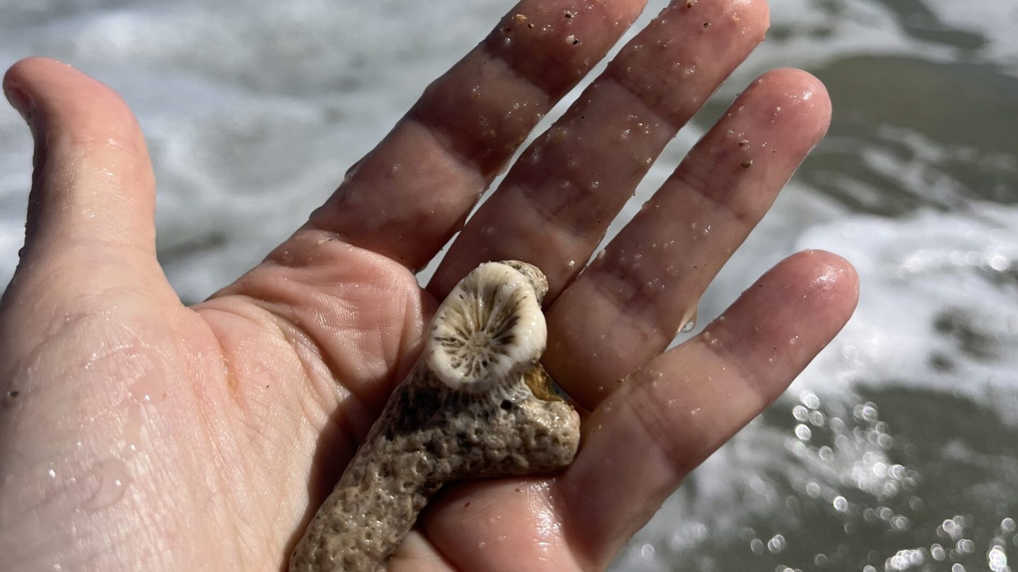 pieces of coral together