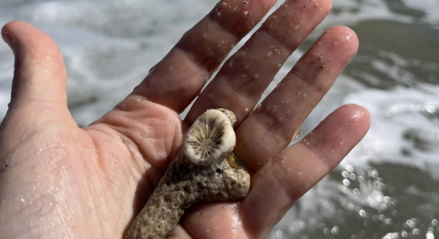 pieces of coral together