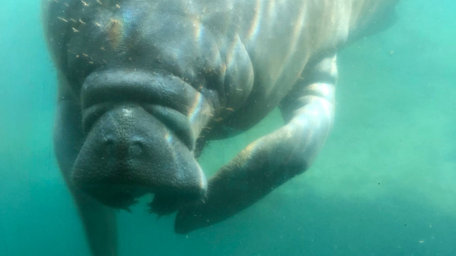 manatee homosassa