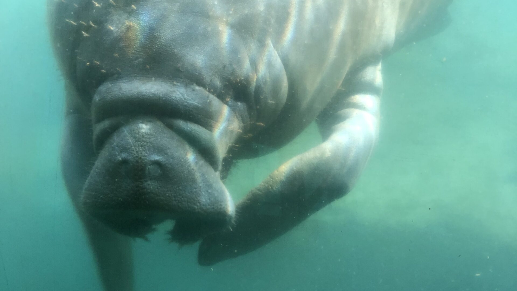 manatee homosassa