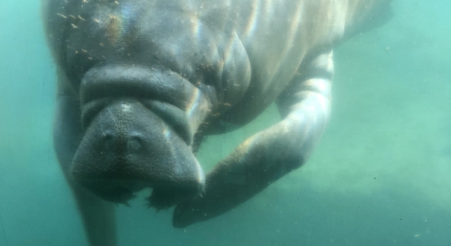manatee homosassa