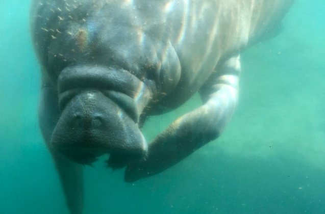 manatee homosassa