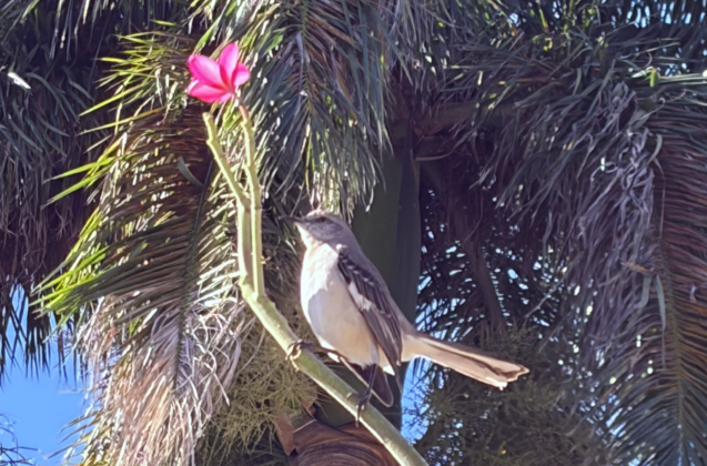 mockingbirdupclose