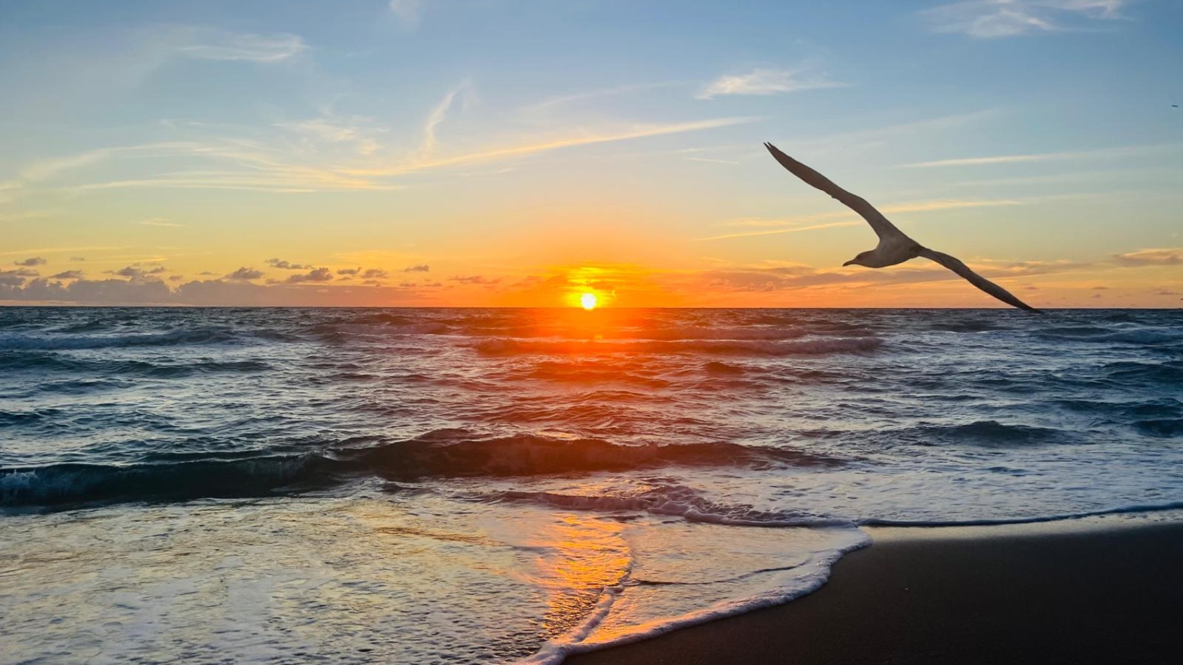 seagull sunrise