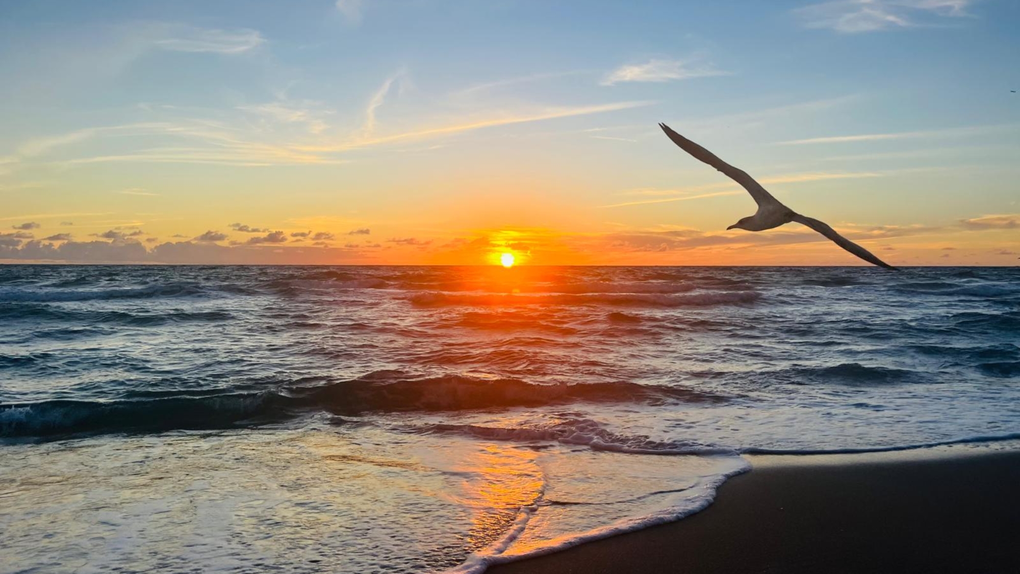 seagull sunrise