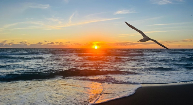 seagull sunrise