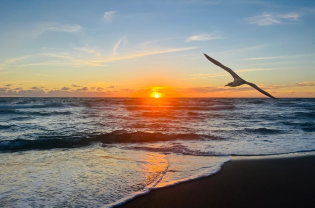 seagull sunrise