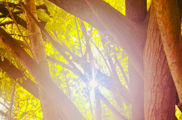 sunbeam hammock