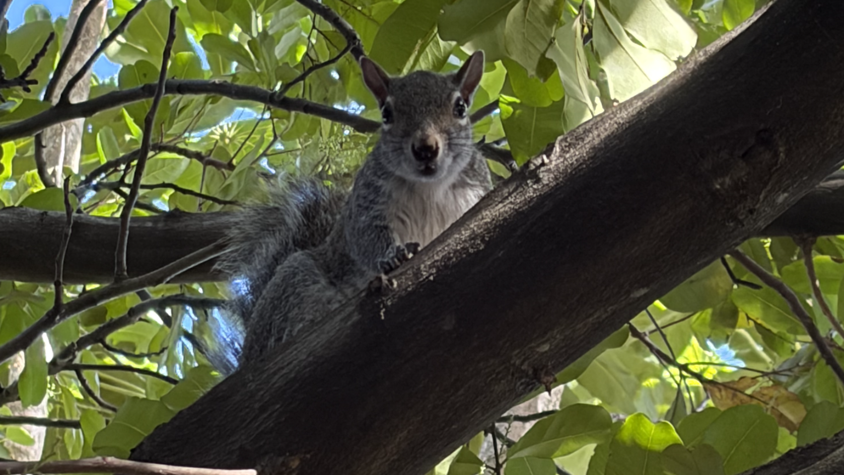 squirrel who broke the hammock
