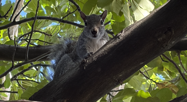 squirrel who broke the hammock