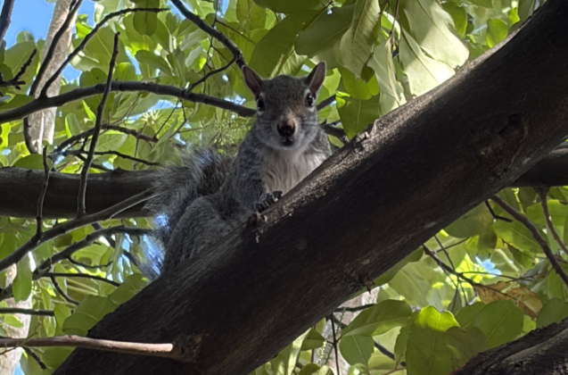 squirrel who broke the hammock