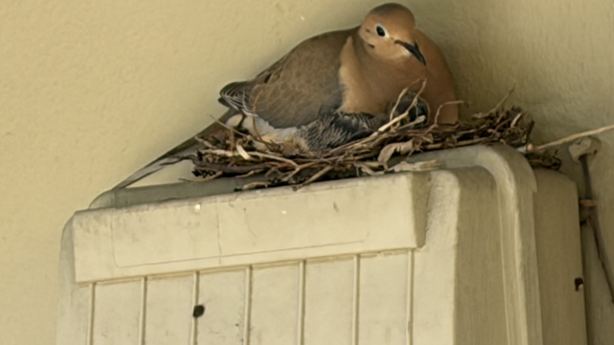 Screenshot 2026-03-31 at 7.19.54 PM