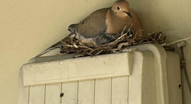 Screenshot 2026-03-31 at 7.19.54 PM