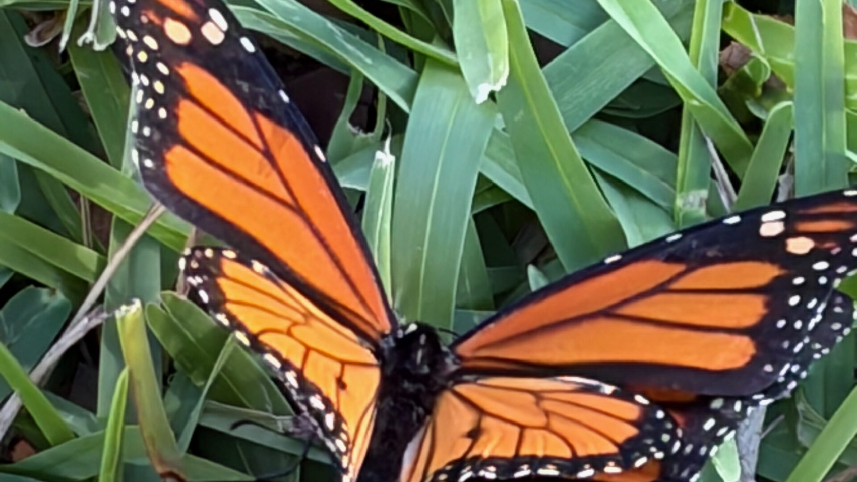 monarch