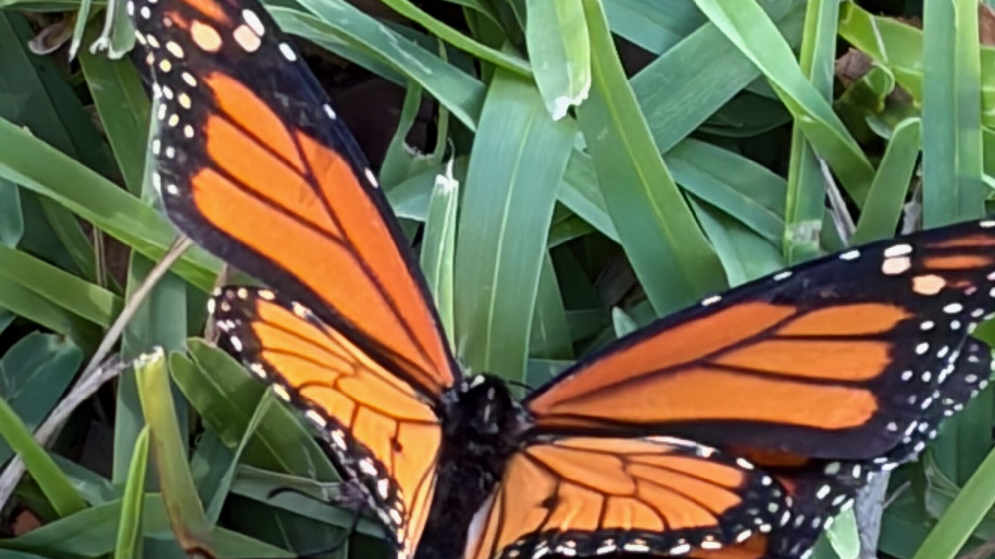 monarch