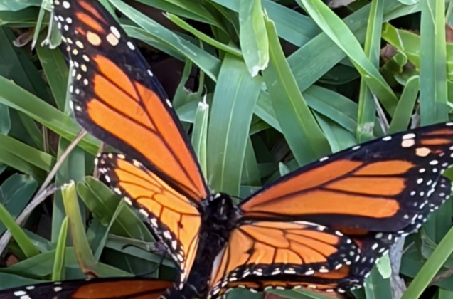 monarch