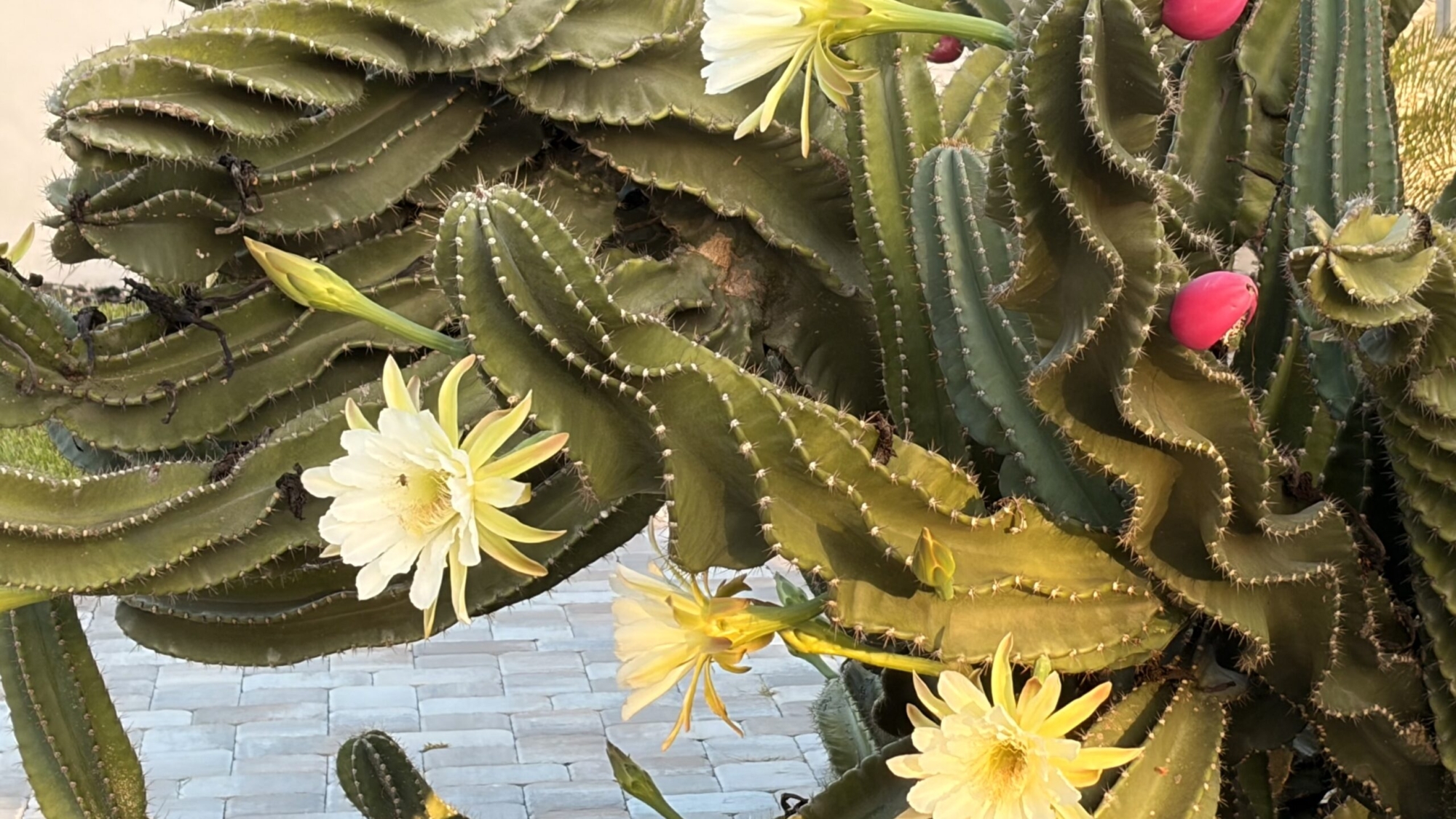 cactus blossom
