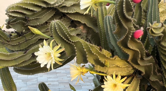 cactus blossom