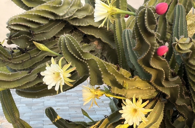 cactus blossom